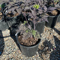 Chocoholic Snakeroot (Actaea (formerly Cimicifuga) 'Chocoholic') — Plymouth, MN