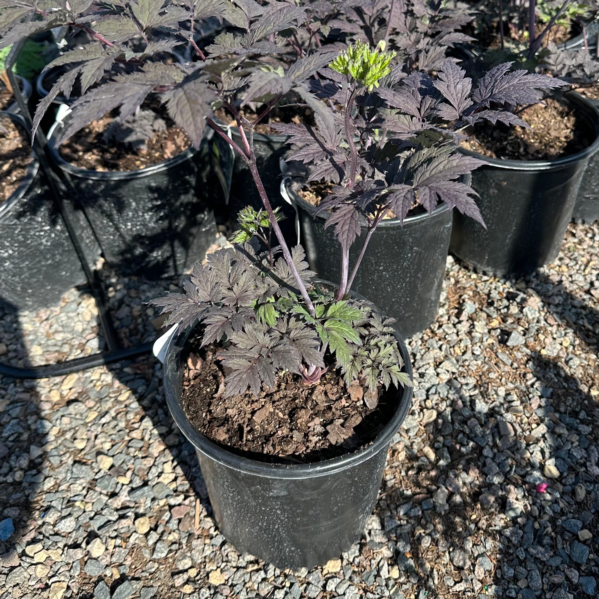 Chocoholic Snakeroot (Actaea (formerly Cimicifuga) 'Chocoholic') — Plymouth, MN