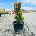 Citation Columnar Yew (Taxus × media 'Citation') — Minneapolis, MN