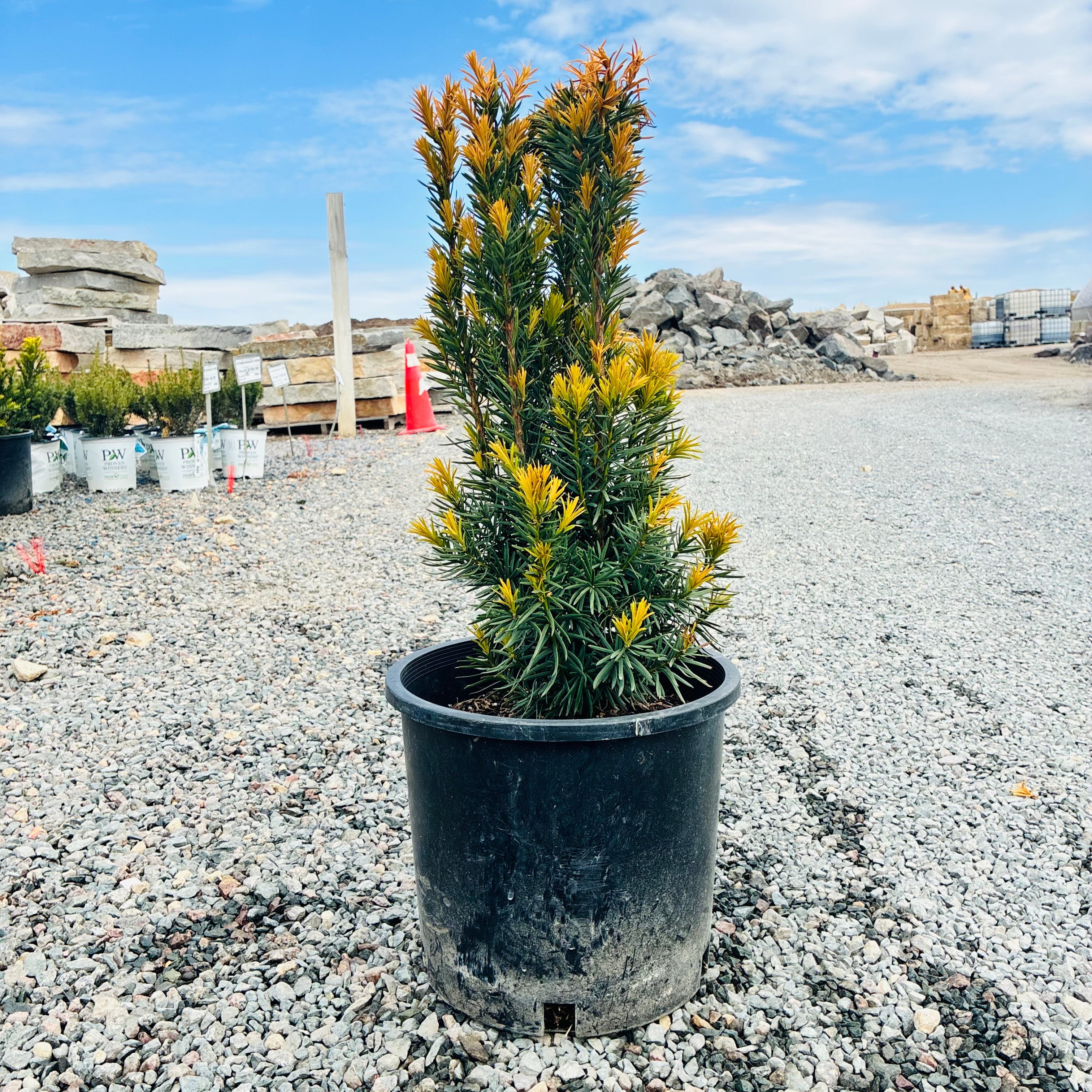 Citation Columnar Yew (Taxus × media 'Citation') — Minneapolis, MN