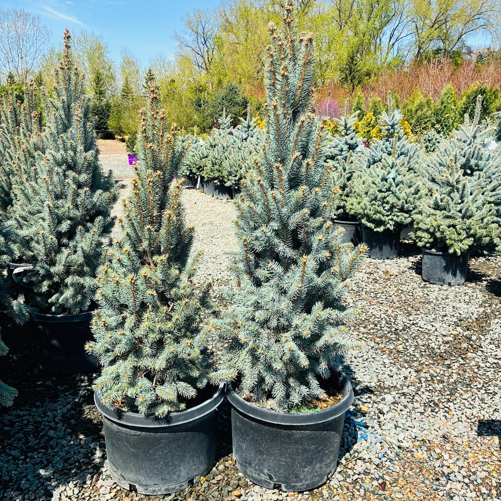 Columnar Colorado Blue Spruce — Woodbury, MN