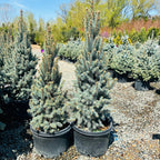 Columnar Colorado Blue Spruce — Woodbury, MN