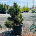 Columnar Mugo Pine — St. Paul, MN