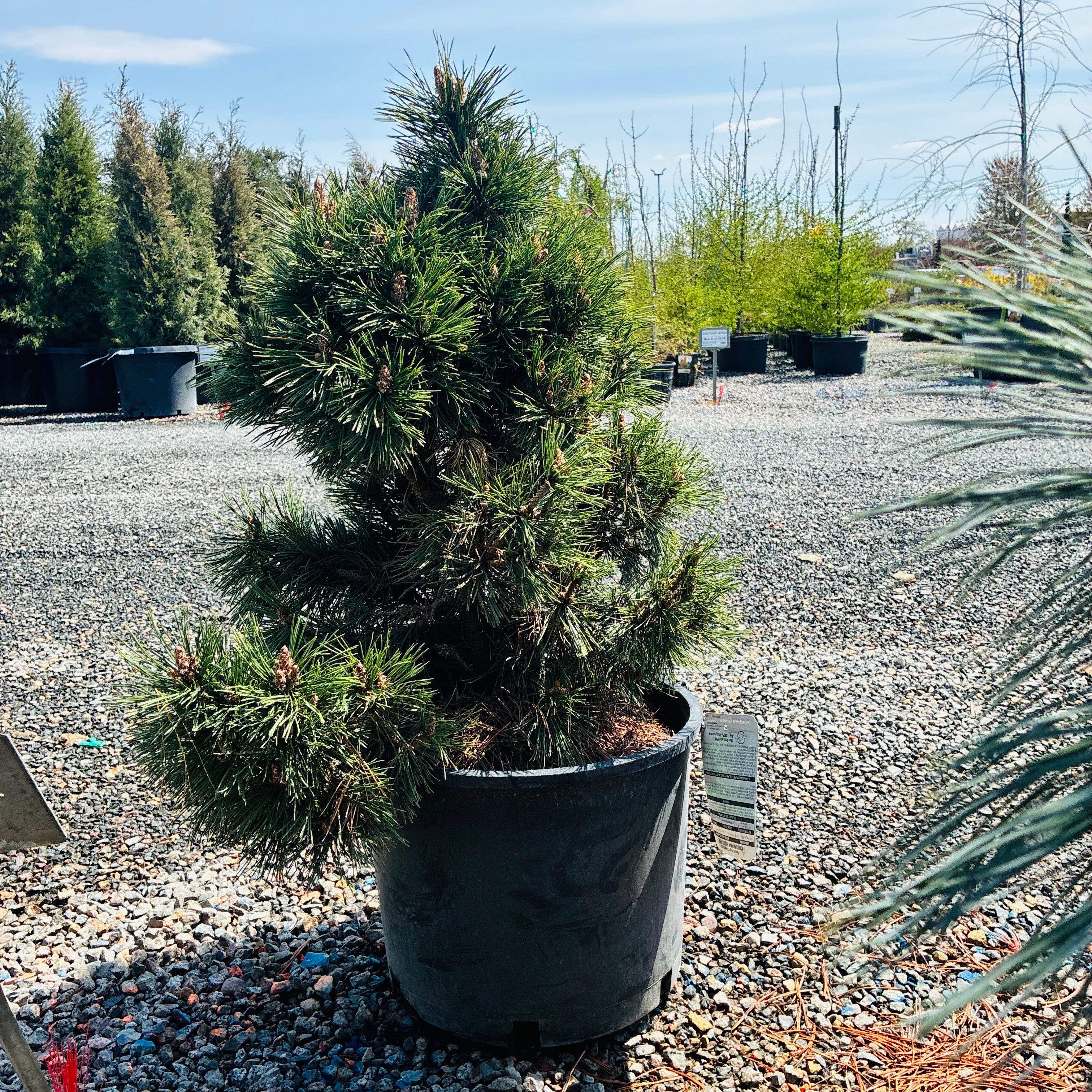 Columnar Mugo Pine — St. Paul, MN