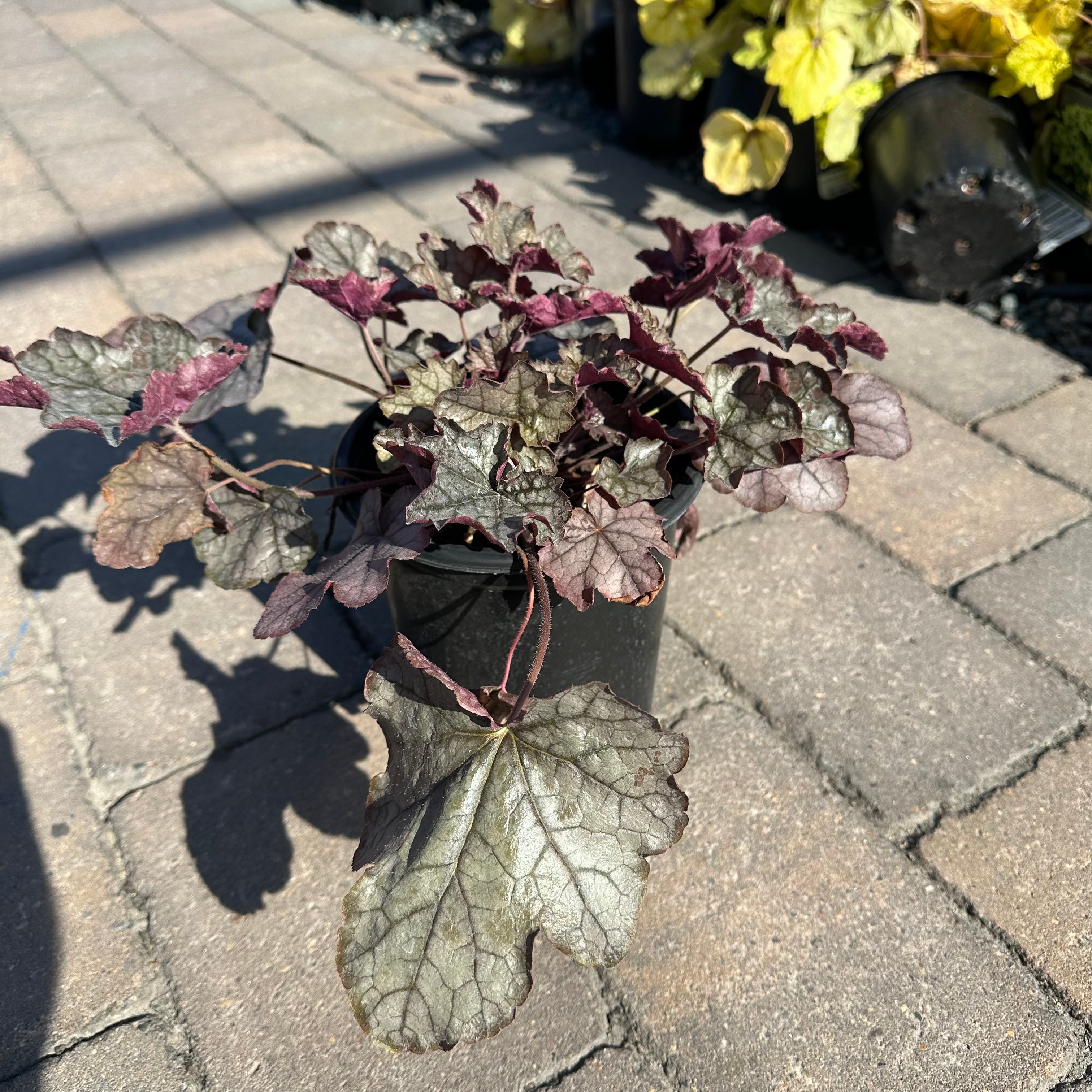 Cracked Ice Foamy Bells (Heucherella 'Cracked Ice') — Plymouth, MN