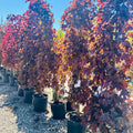 Crimson Sentry Maple — Bloomington, MN