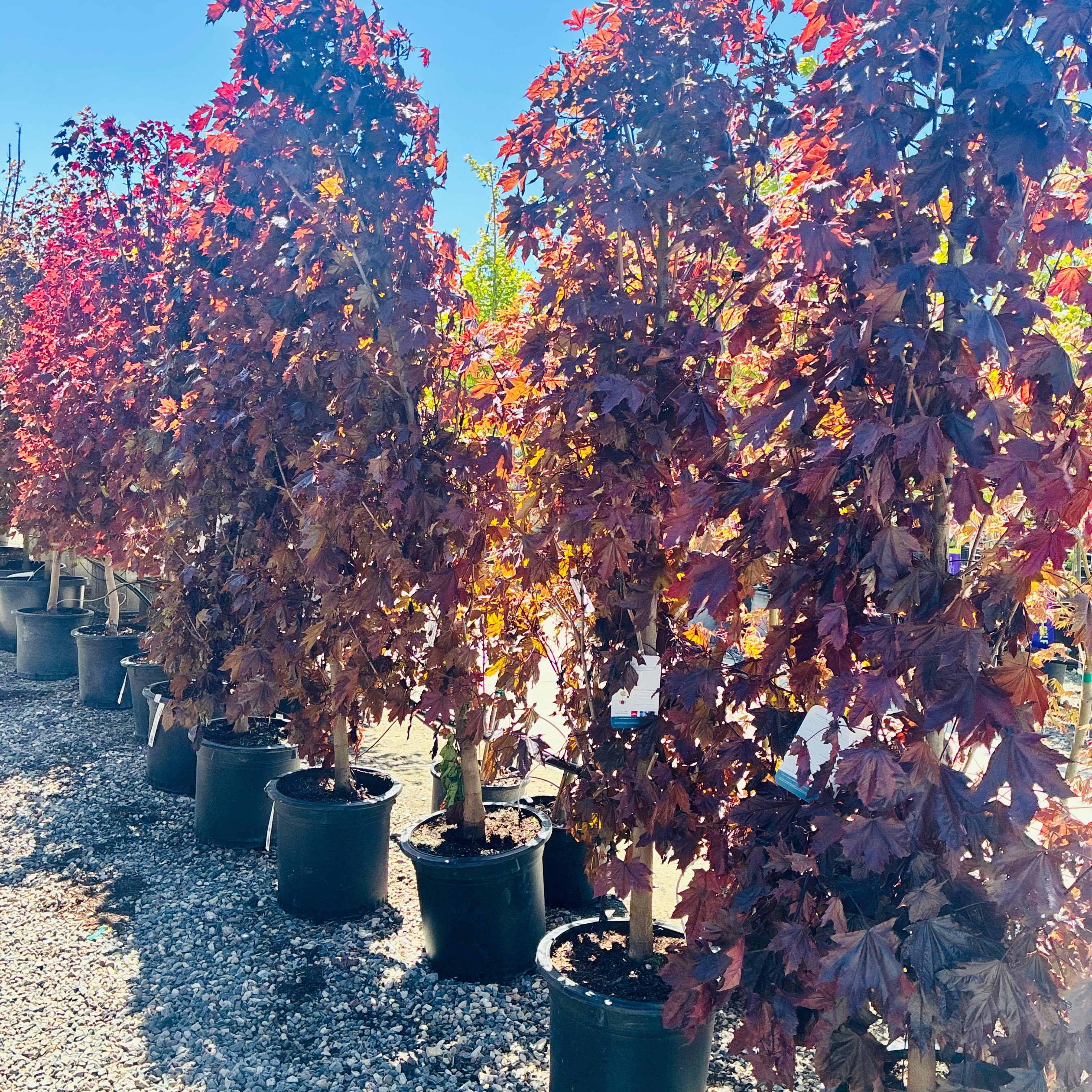 Crimson Sentry Maple — Bloomington, MN