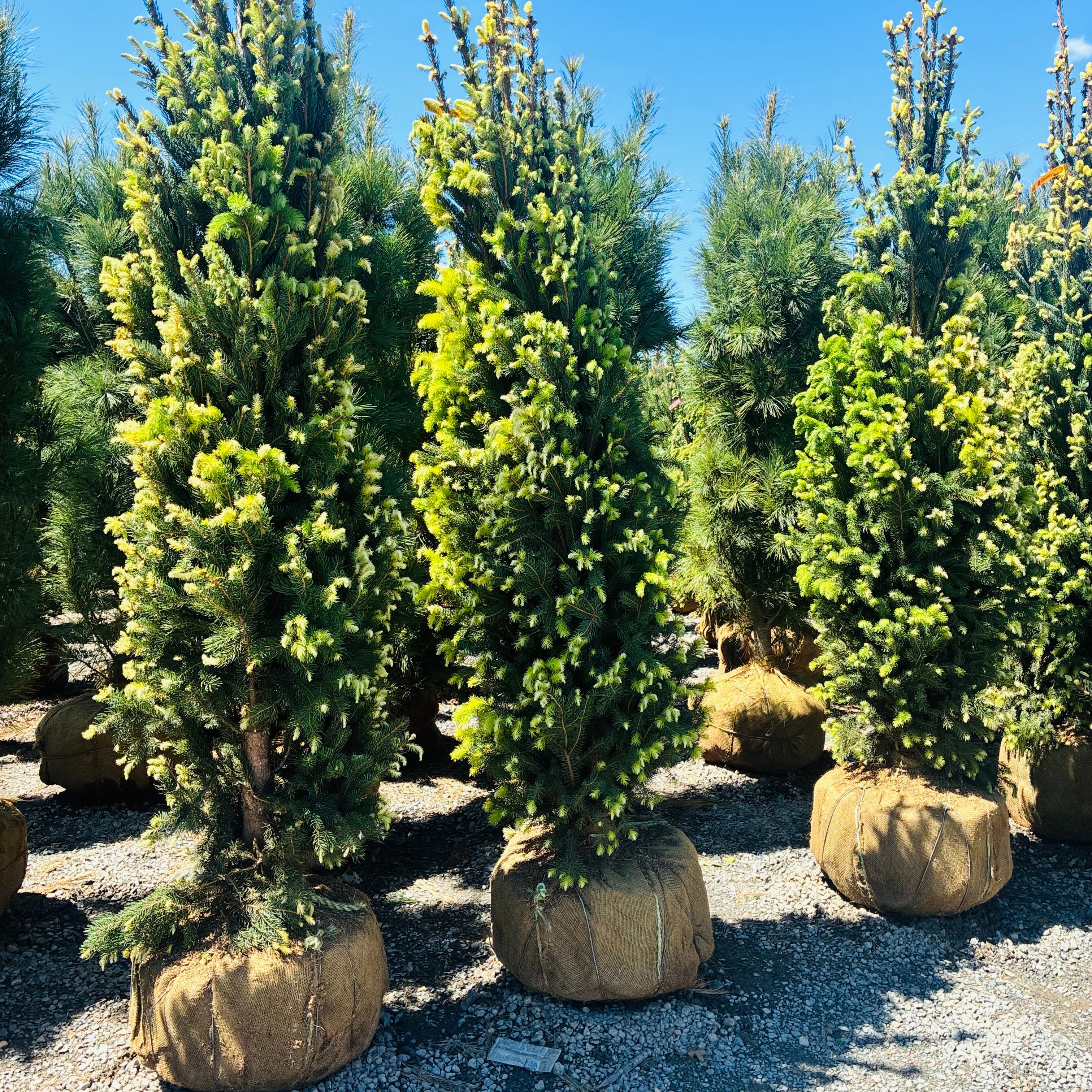 Cupressina Norway Spruce — Eden Prairie, MN