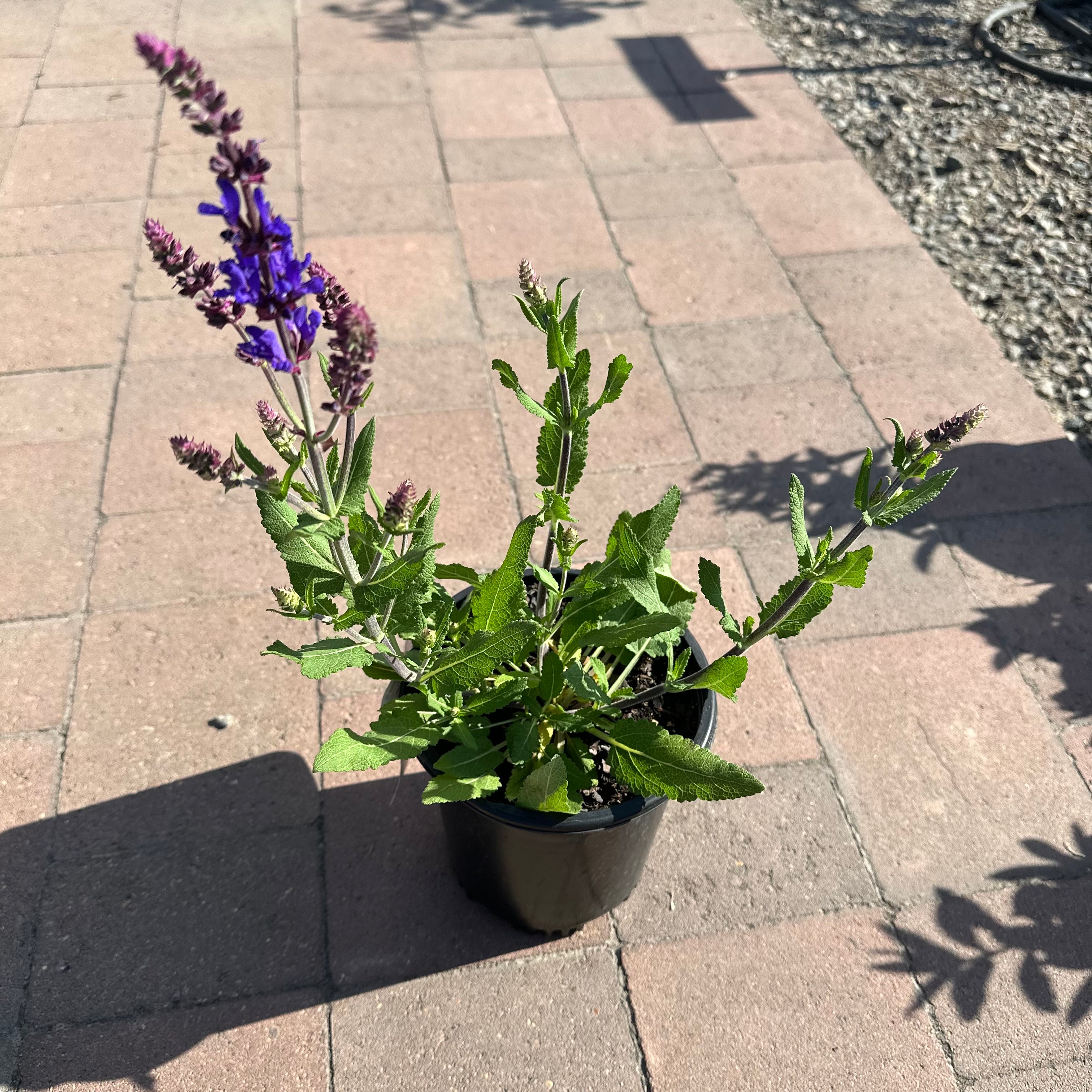Deer-Resistant Cottage Garden Mix — 5 × #1 Gallon