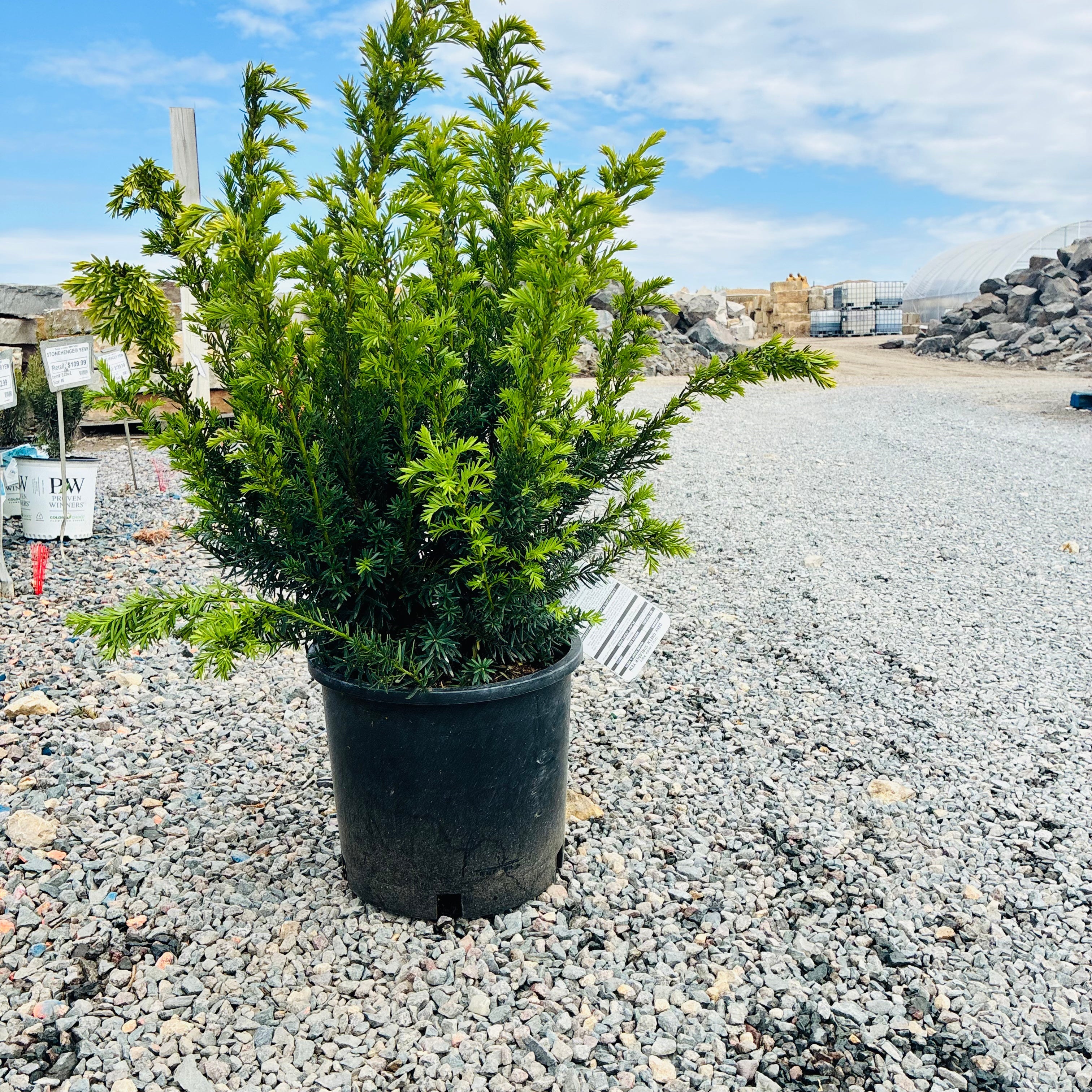 Dark Green Spreader Yew (Taxus × media 'Dark Green Spreader') in nursery container — Edina, MN