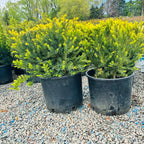 Dark Green Spreader Yew (Taxus × media 'Dark Green Spreader') foliage detail — Minnetonka, MN