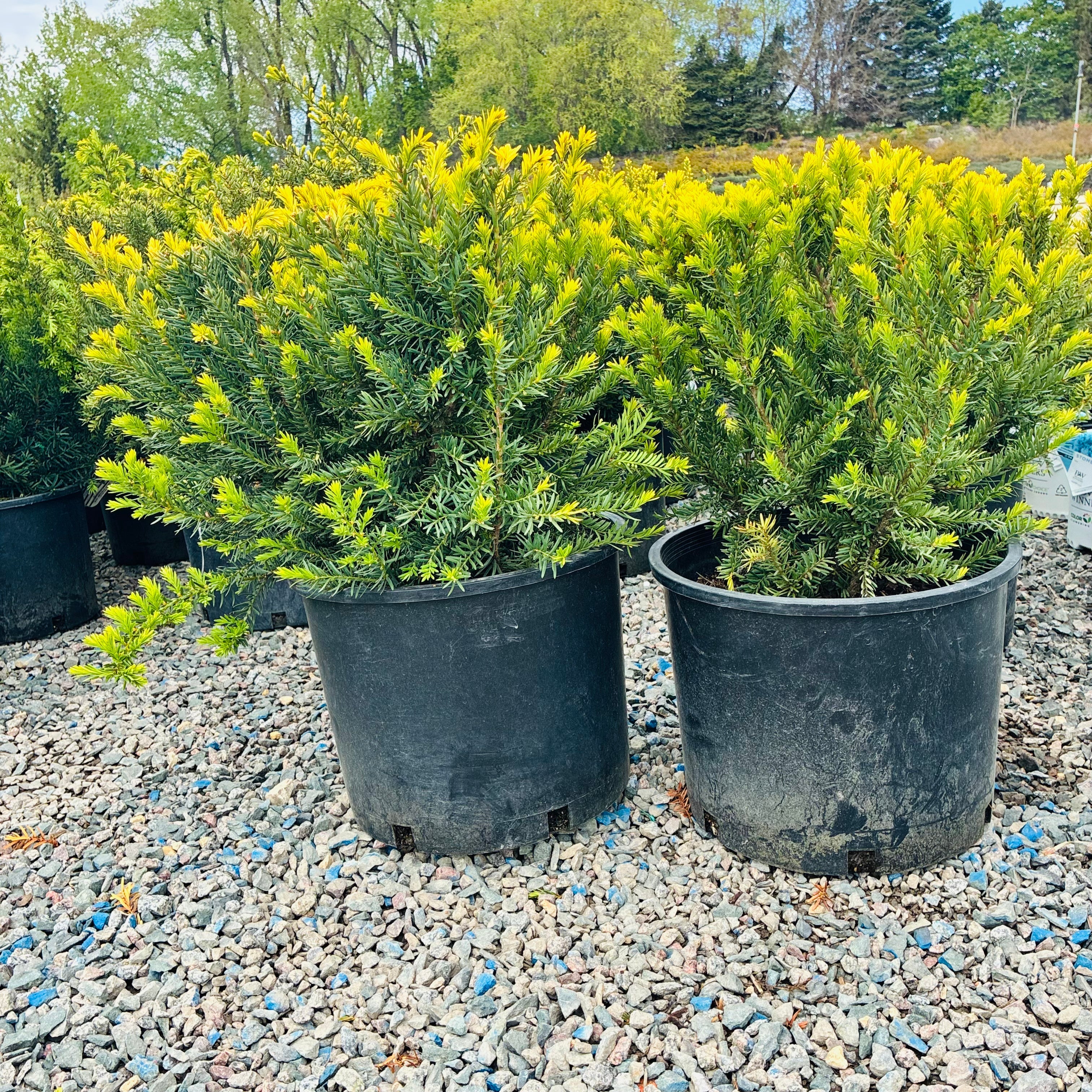 Dark Green Spreader Yew (Taxus × media 'Dark Green Spreader') foliage detail — Minnetonka, MN