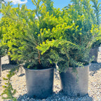 Dark Green Spreader Yew (Taxus × media 'Dark Green Spreader') mature growth habit — Wayzata, MN