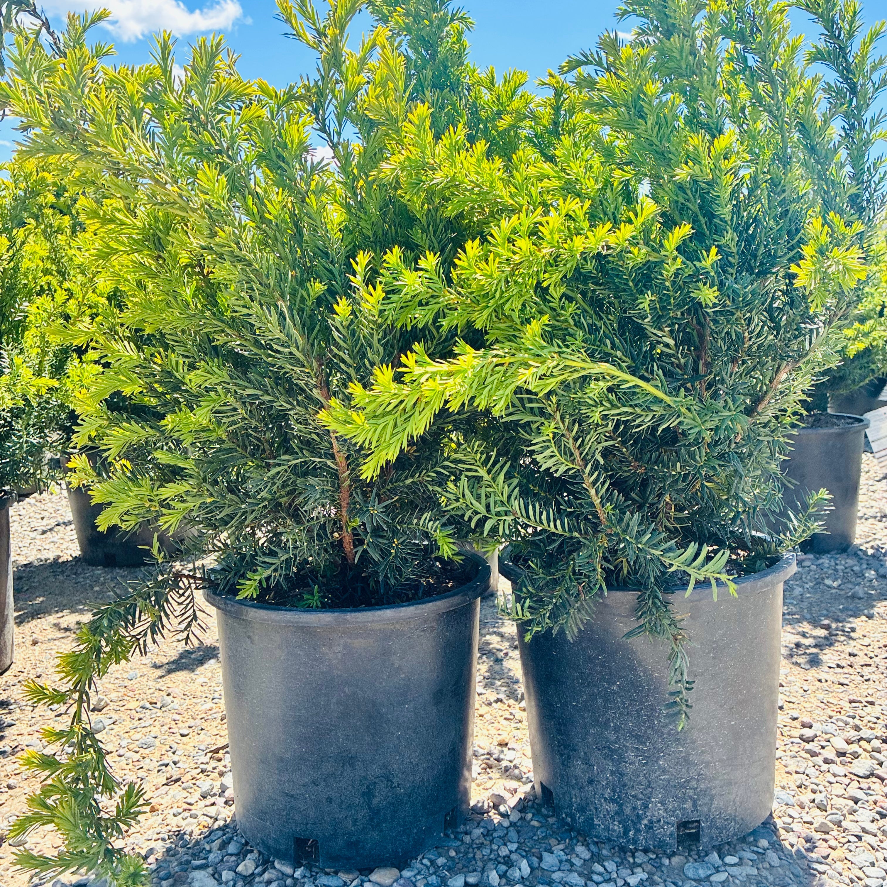 Dark Green Spreader Yew (Taxus × media 'Dark Green Spreader') mature growth habit — Wayzata, MN
