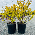 Dart's Gold Ninebark (Physocarpus opulifolius 'Dart's Gold') — Edina, MN