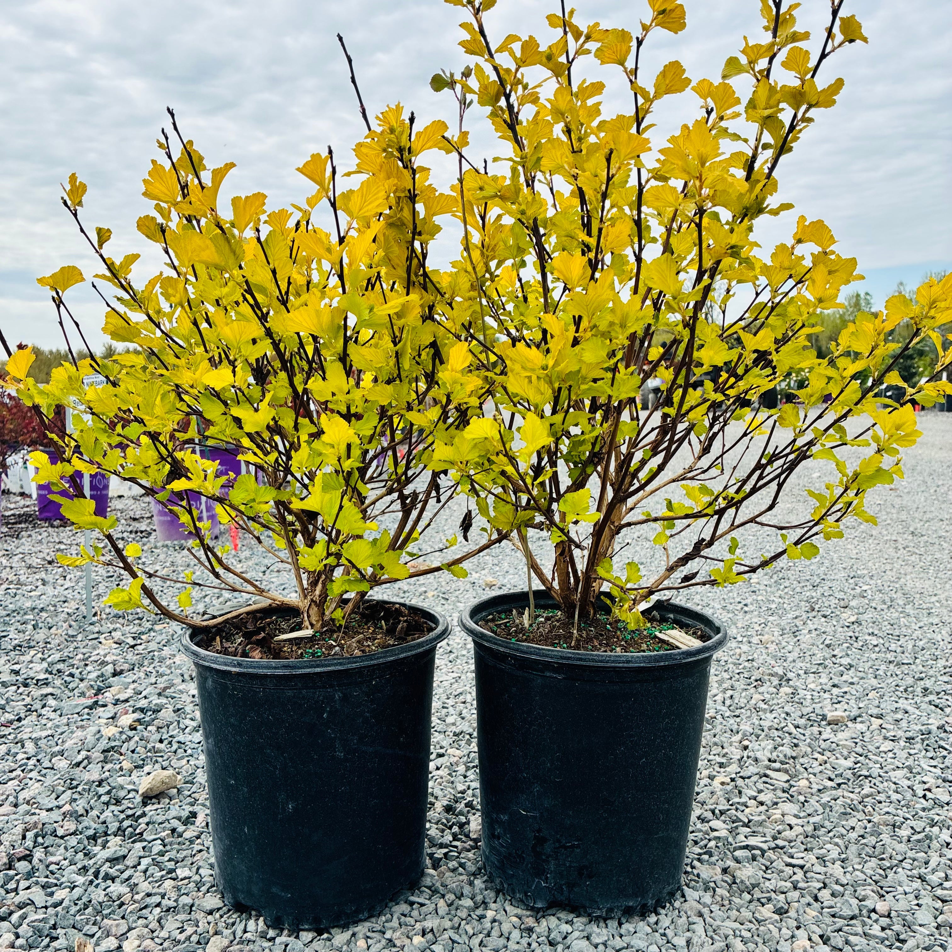 Dart's Gold Ninebark (Physocarpus opulifolius 'Dart's Gold') — Edina, MN
