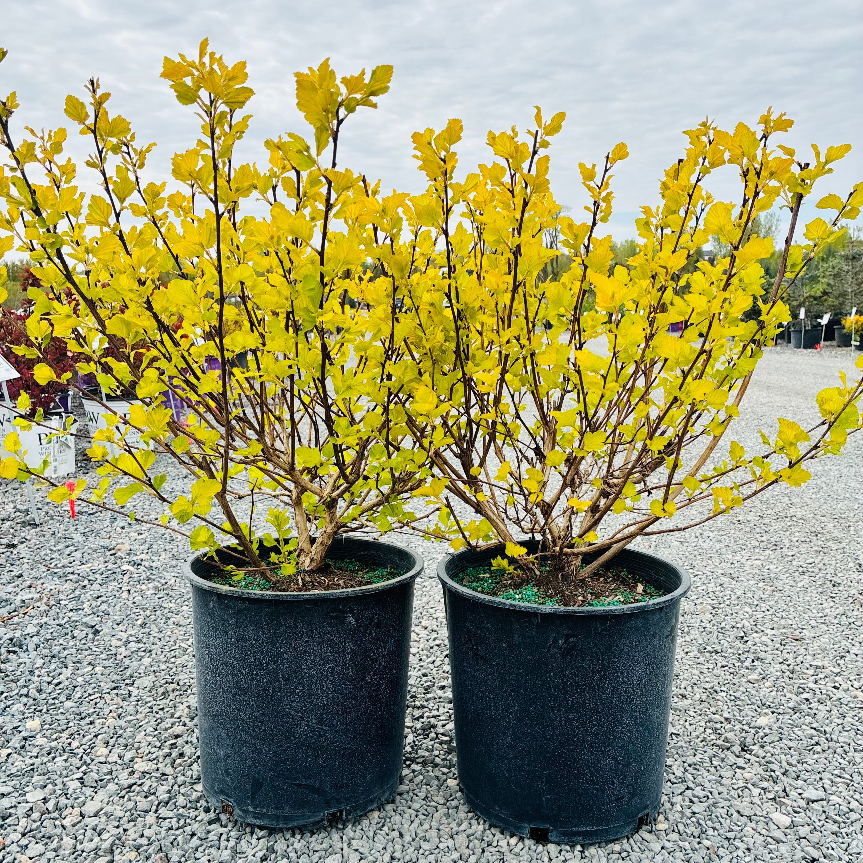 Dart's Gold Ninebark (Physocarpus opulifolius 'Dart's Gold') in nursery container — Minnetonka, MN