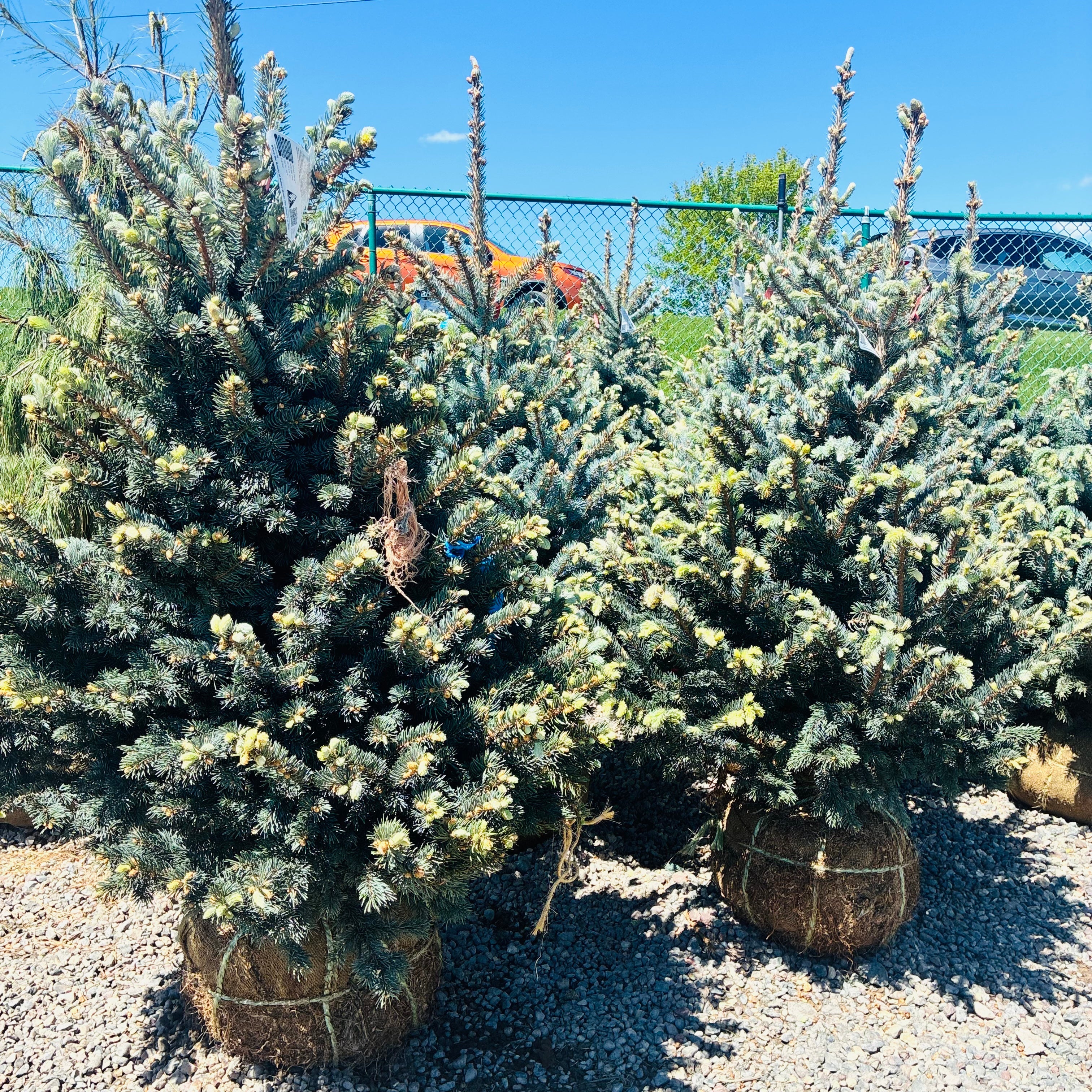 Deja Blue Colorado Blue Spruce — Maple Grove, MN