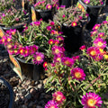Delmara Fuchsia Ice Plant (Delosperma 'Delmara Fuchsia') — Woodbury, MN