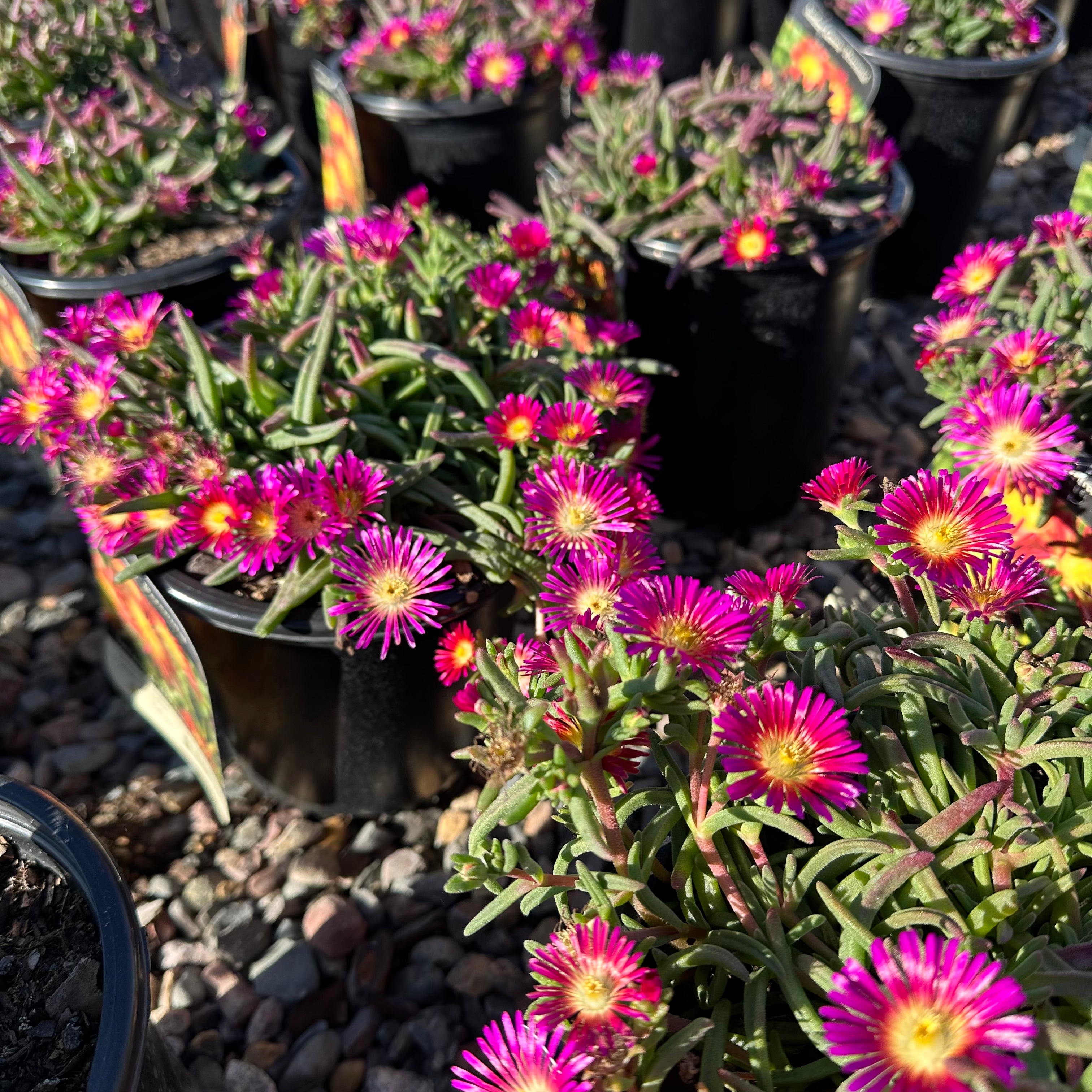 Delmara Fuchsia Ice Plant (Delosperma 'Delmara Fuchsia') — Woodbury, MN