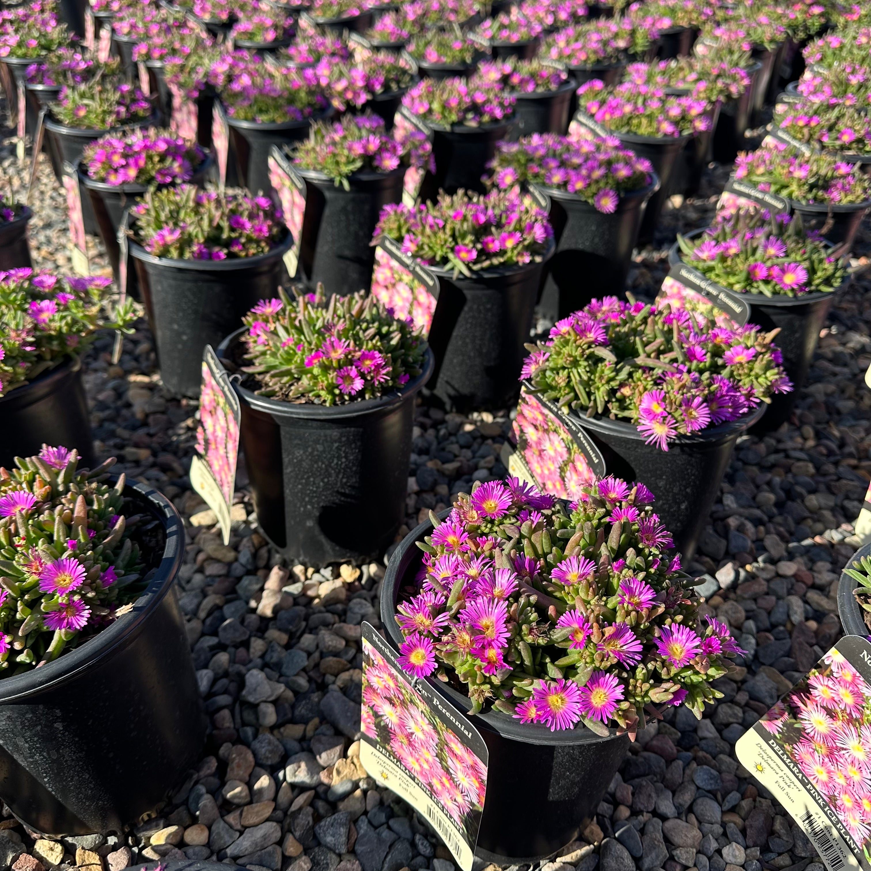 Delmara Pink Ice Plant (Delosperma 'Delmara Pink') — Wayzata, MN