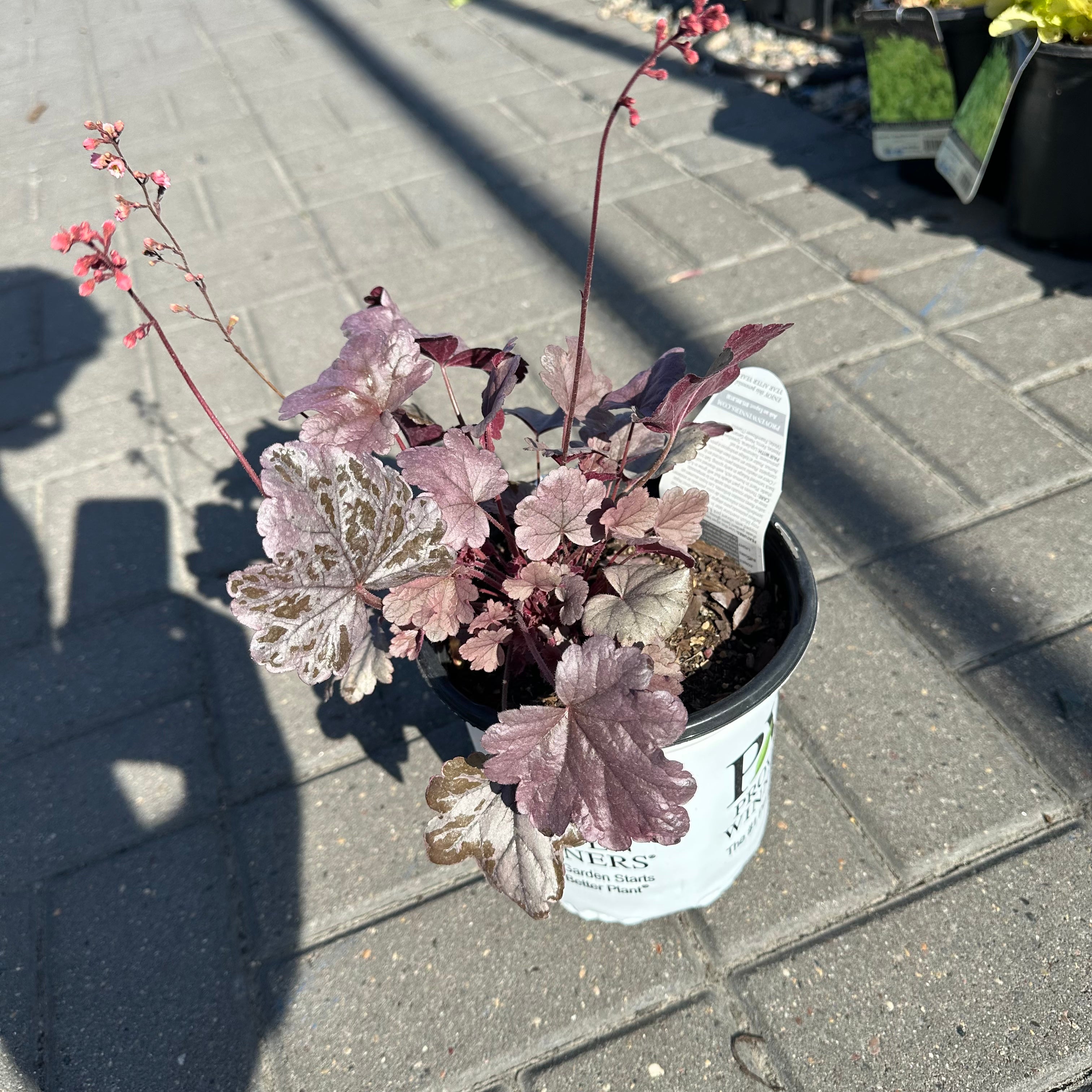 Dolce Silver Gumdrop Coral Bells (Heuchera 'Dolce Silver Gumdrop') — Eden Prairie, MN