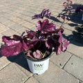 Dolce Wildberry Coral Bells (Heuchera 'Dolce Wildberry') — Minnetonka, MN