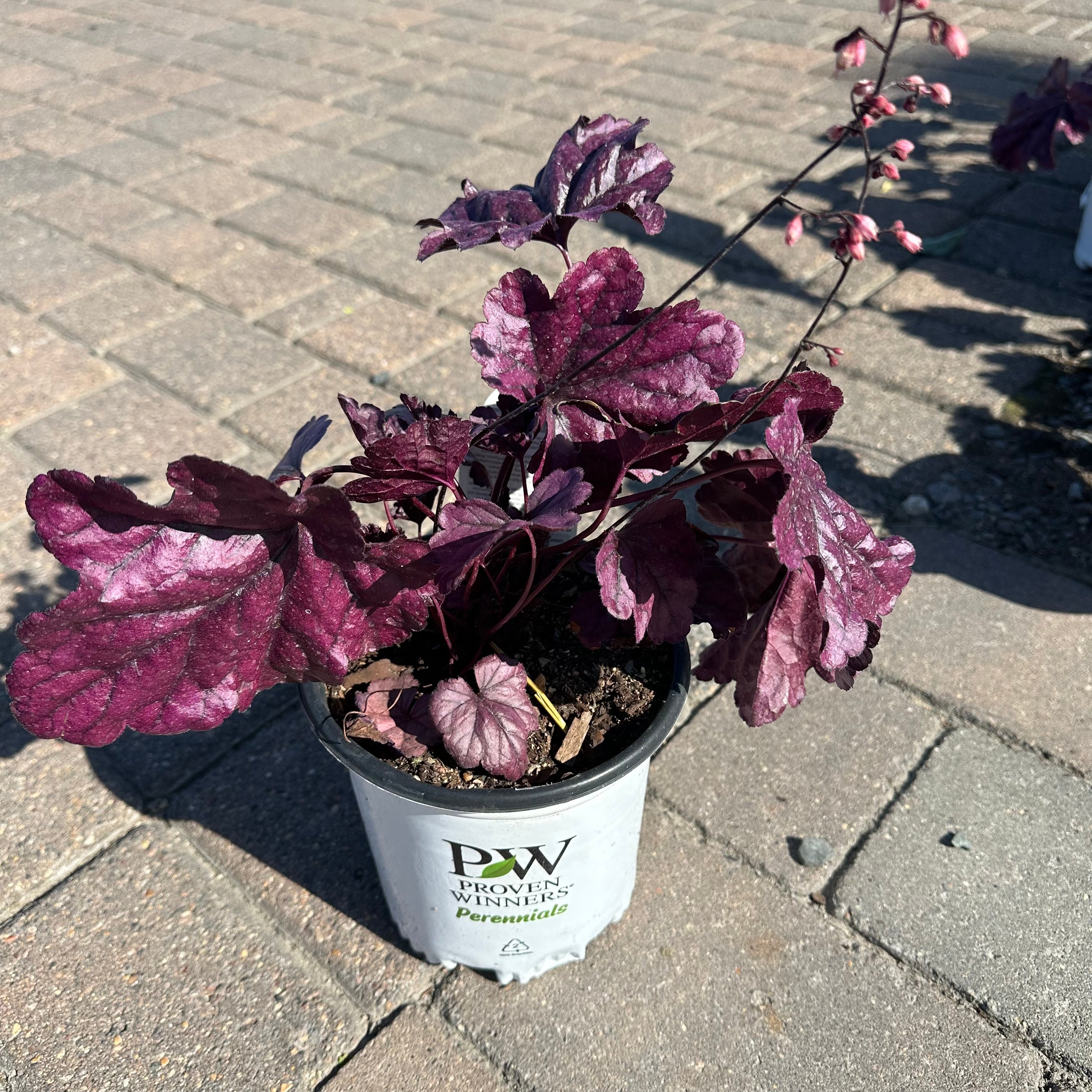 Dolce Wildberry Coral Bells (Heuchera 'Dolce Wildberry') — Minnetonka, MN