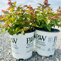 Double Play Blue Kazoo Spirea (Spiraea media 'Blue Kazoo') — Bloomington, MN