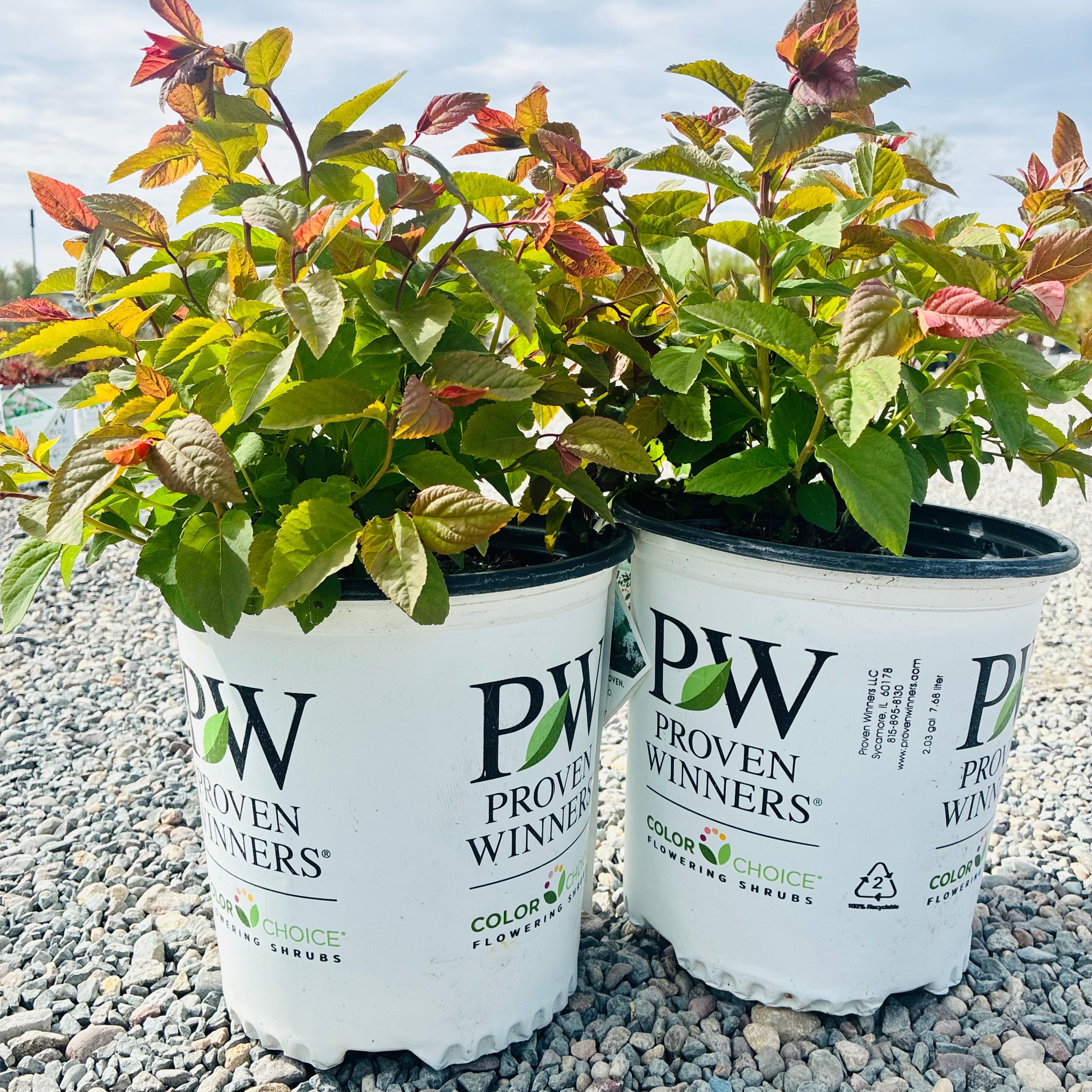 Double Play Blue Kazoo Spirea (Spiraea media 'Blue Kazoo') — Bloomington, MN