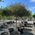 Dwarf Korean Lilac Tree Form (Syringa 'Dwarf Korean') — Eden Prairie, MN