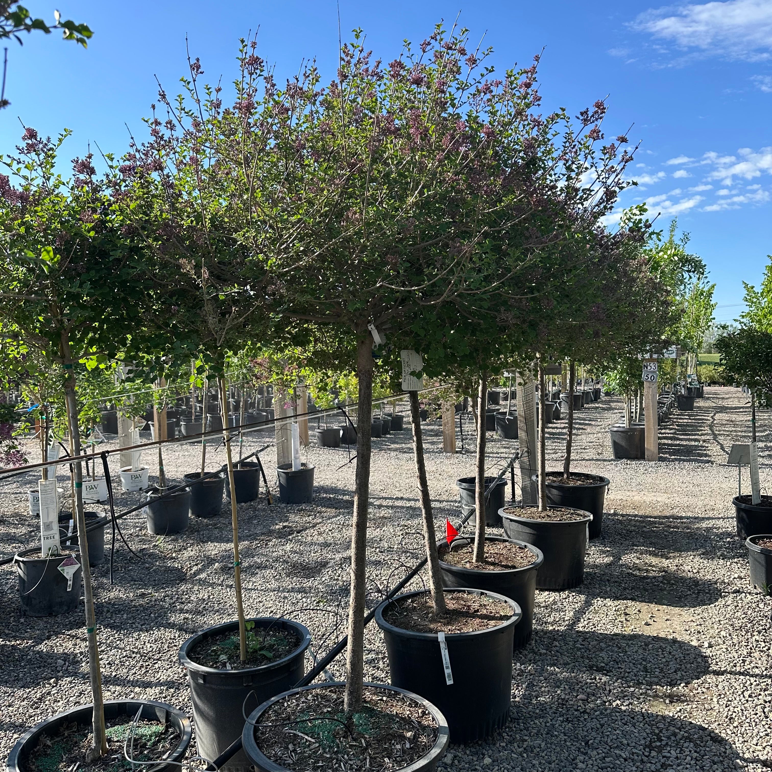 Dwarf Korean Lilac Tree Form (Syringa 'Dwarf Korean') — Eden Prairie, MN