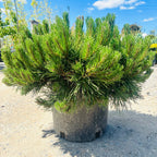 Dwarf Mugo Pine foliage detail — Wayzata, MN