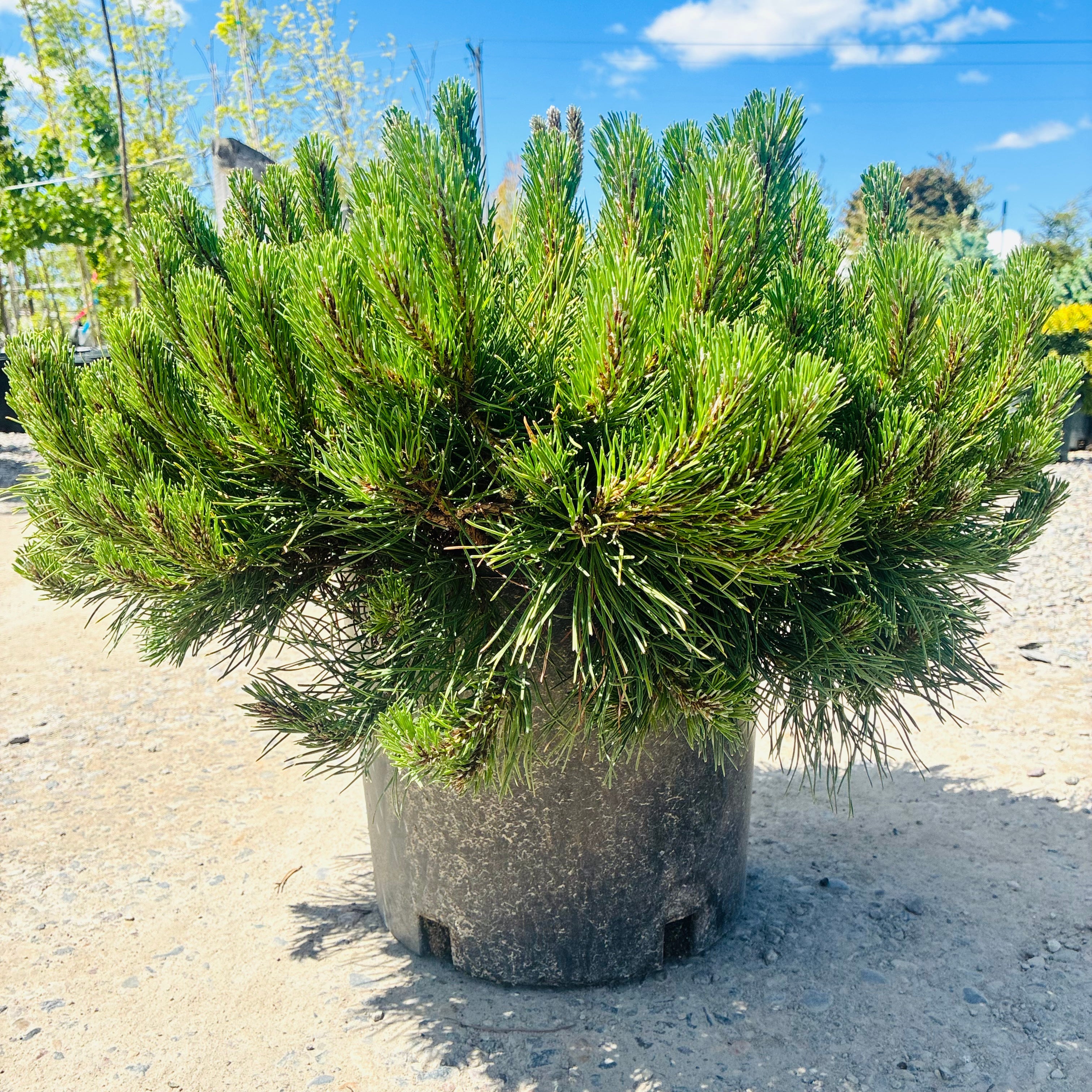 Dwarf Mugo Pine foliage detail — Wayzata, MN