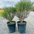 Dwarf Blue Arctic Willow (Salix purpurea 'Nana') — Plymouth, MN