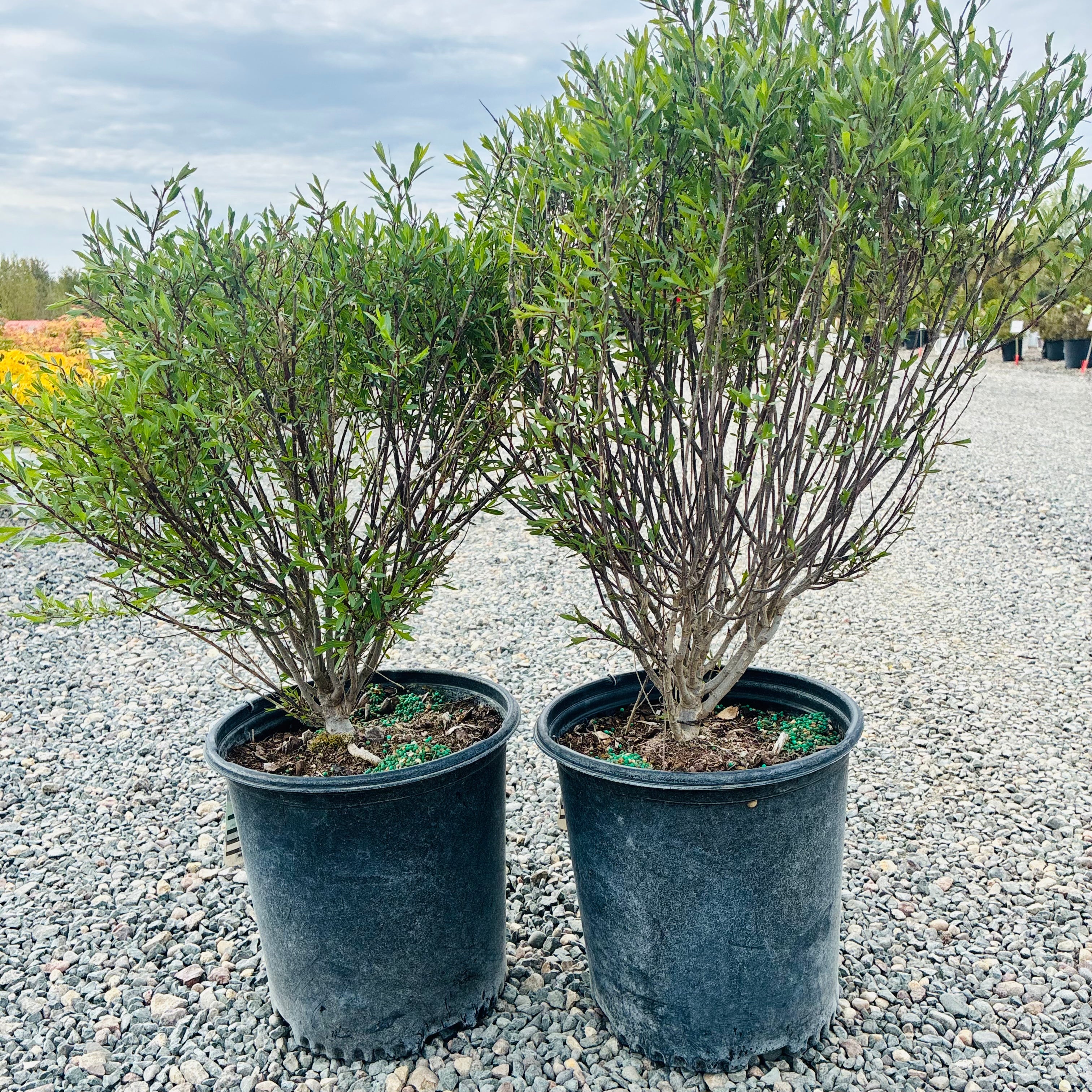 Dwarf Blue Arctic Willow (Salix purpurea 'Nana') — Plymouth, MN
