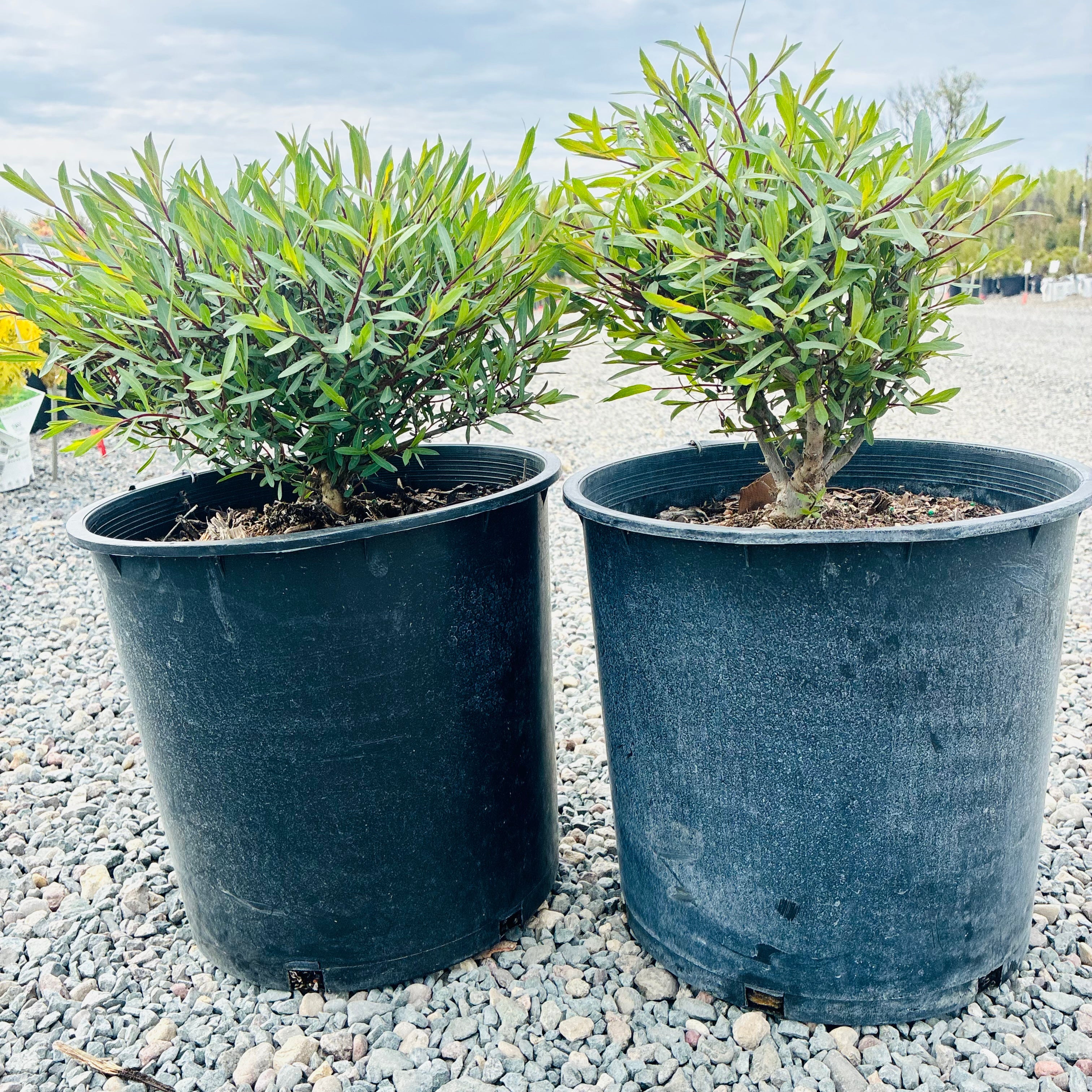 Dwarf Blue Arctic Willow (Salix purpurea 'Nana') in nursery container — Twin Cities, MN