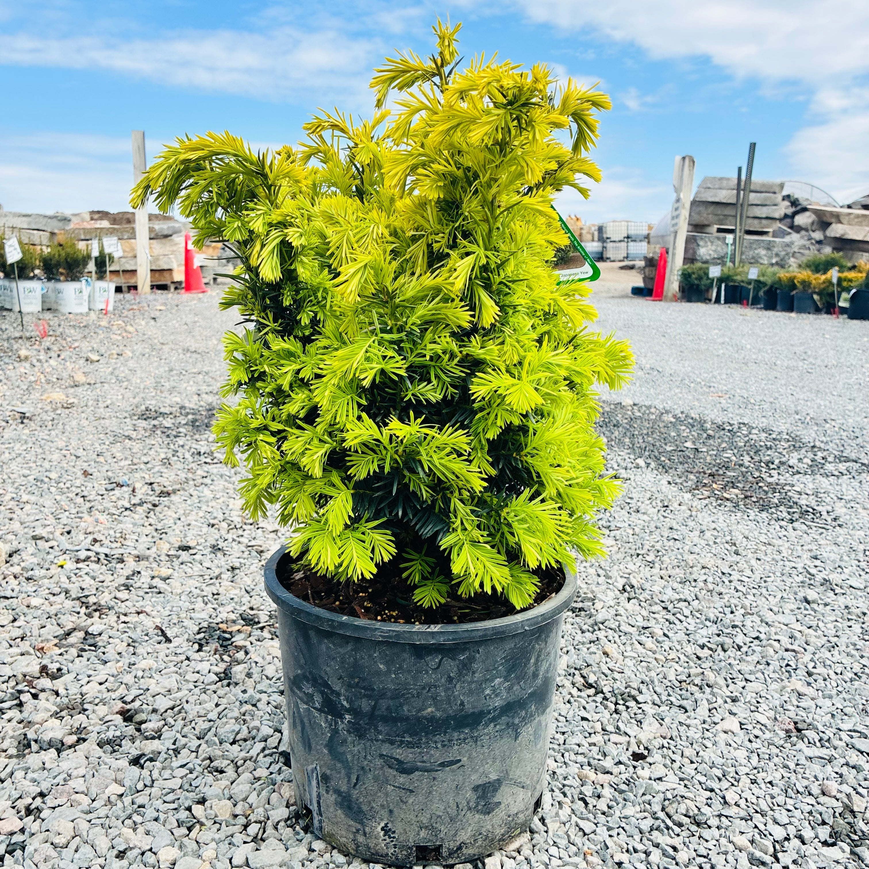 Dwarf Bright Gold Japanese Yew (Taxus cuspidata 'Bright Gold') — Edina, MN