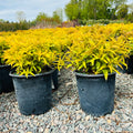 Dwarf Bush Honeysuckle (Diervilla lonicera) — Maple Grove, MN