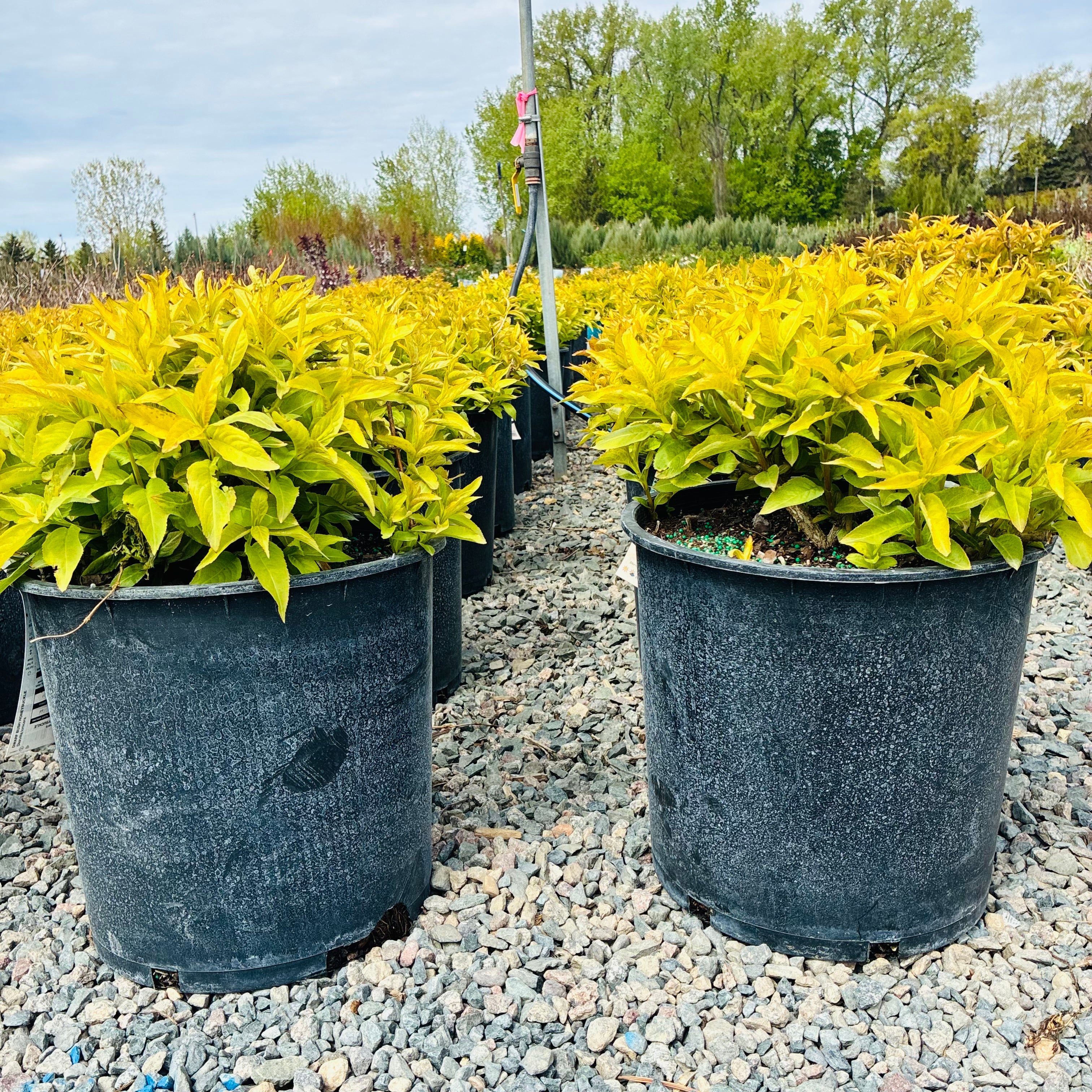 Dwarf Bush Honeysuckle (Diervilla lonicera) in nursery container — Bloomington, MN