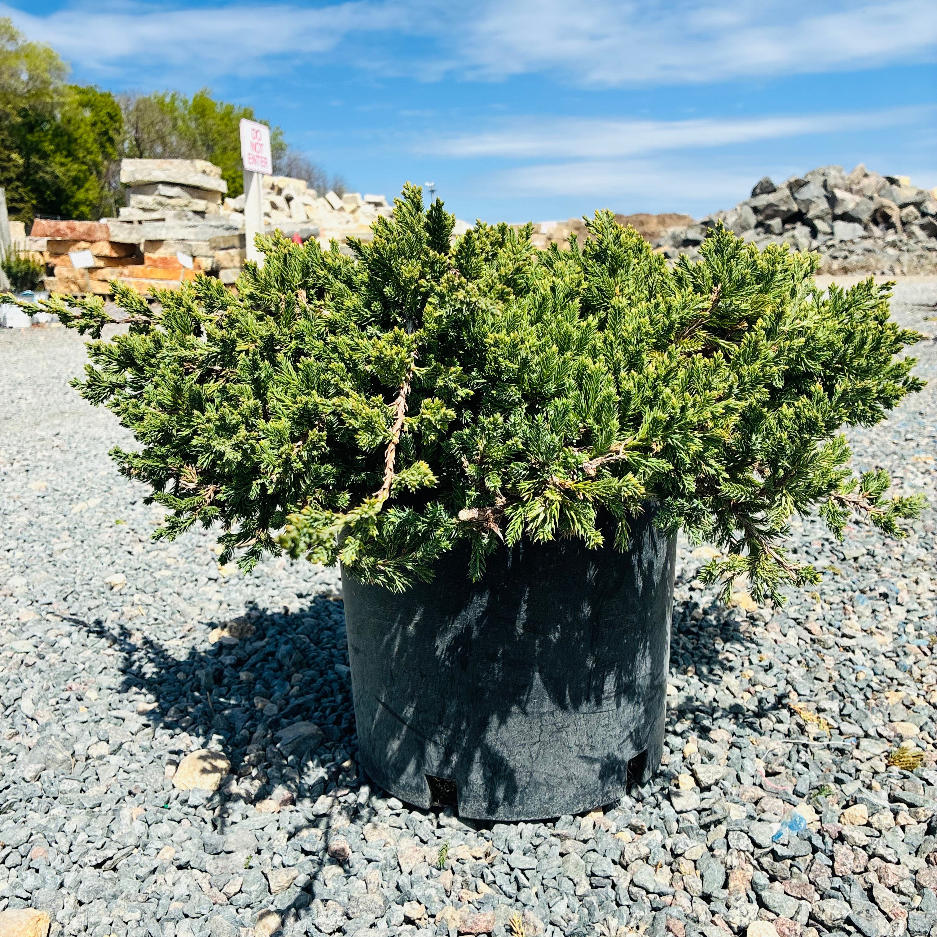 Dwarf Japanese Garden Juniper (Juniperus procumbens 'Nana') in nursery container — Woodbury, MN