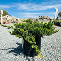 Dwarf Japanese Garden Juniper (Juniperus procumbens 'Nana') — Eden Prairie, MN