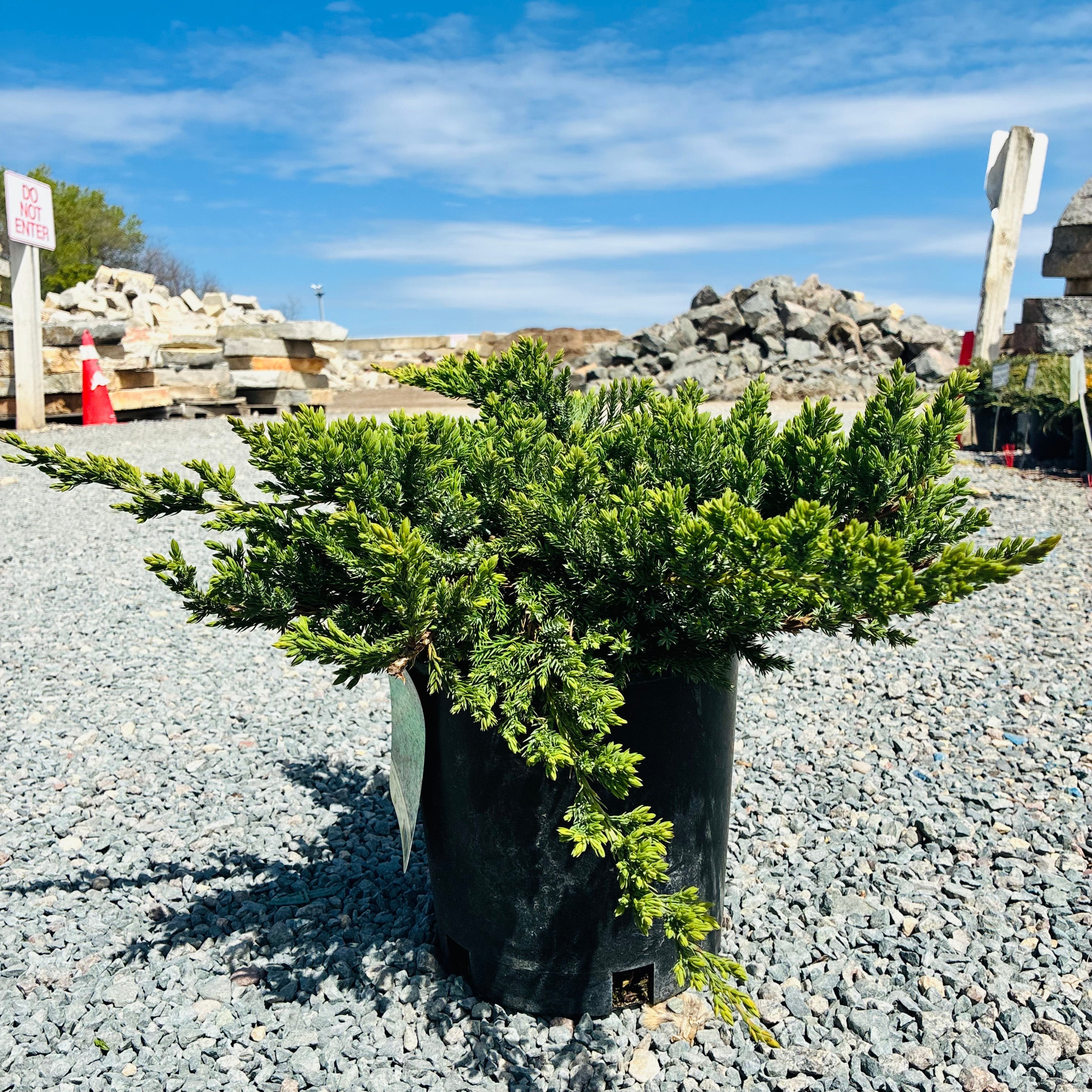 Dwarf Japanese Garden Juniper (Juniperus procumbens 'Nana') — Eden Prairie, MN