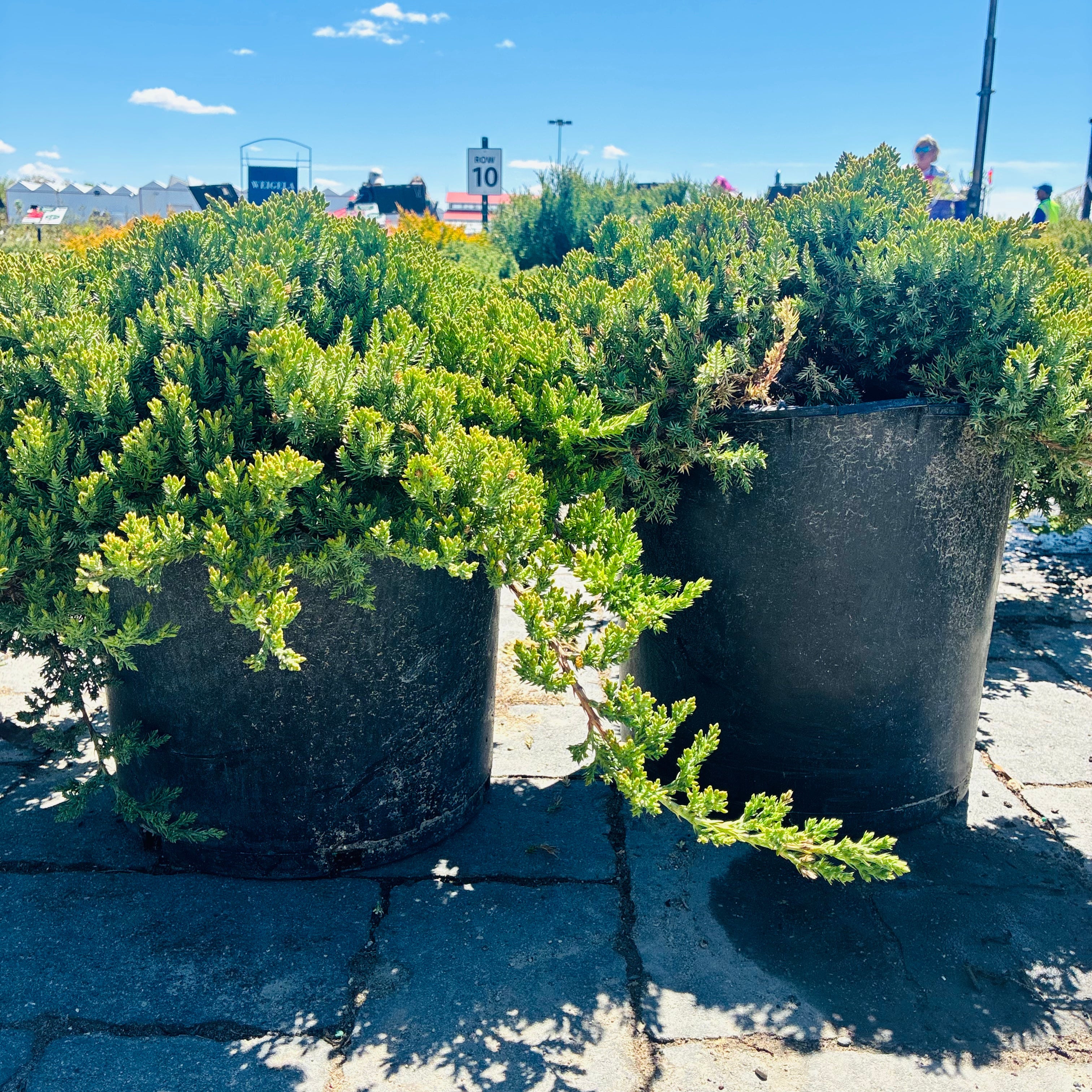 Dwarf Japanese Garden Juniper (Juniperus procumbens 'Nana') foliage detail — Maple Grove, MN