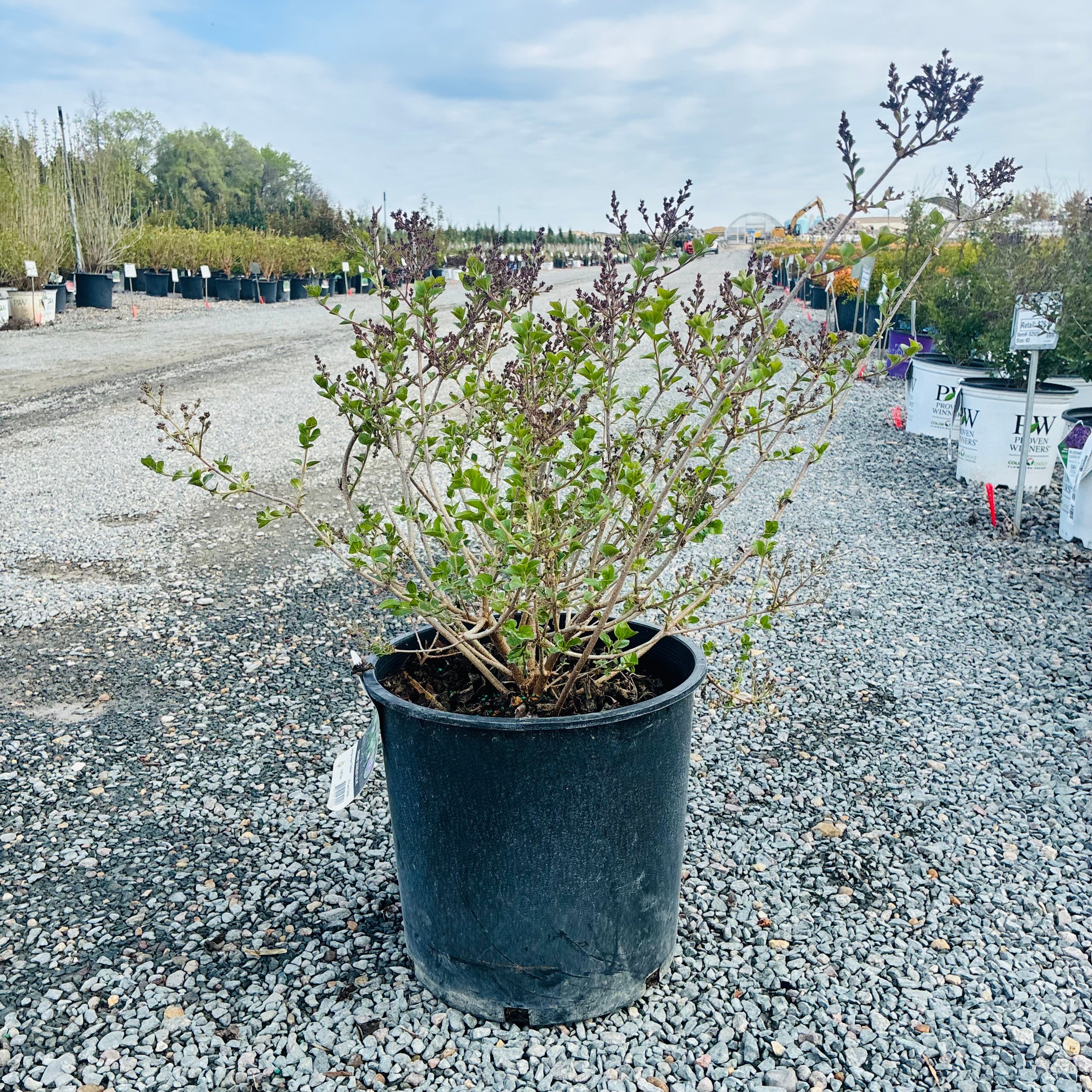 Dwarf Korean Lilac (Syringa meyeri 'Palibin') — Bloomington, MN