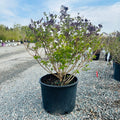 Dwarf Korean Lilac (Syringa meyeri 'Palibin') in nursery container — Plymouth, MN