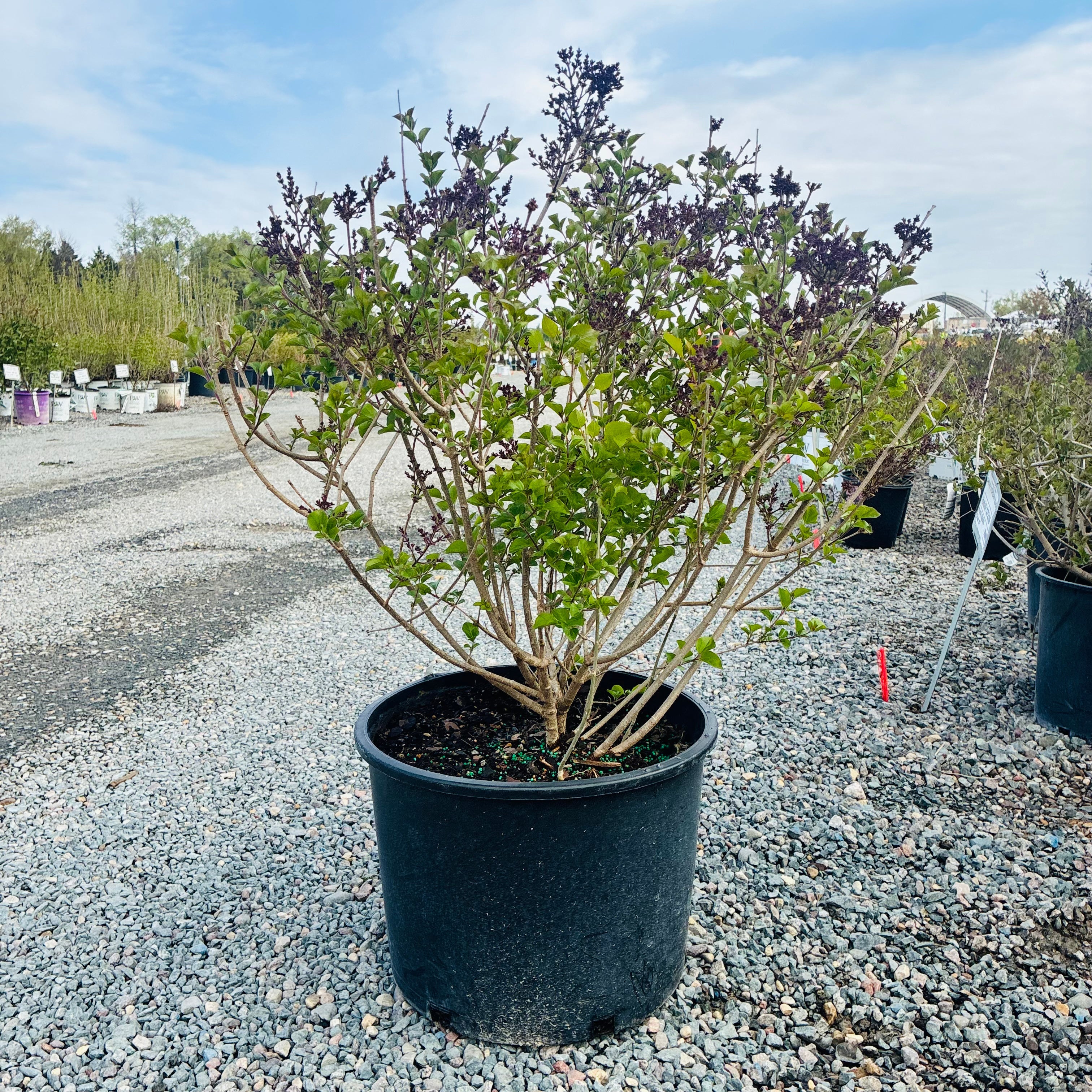 Dwarf Korean Lilac (Syringa meyeri 'Palibin') in nursery container — Plymouth, MN