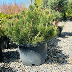 Dwarf Mugo Pine — Edina, MN