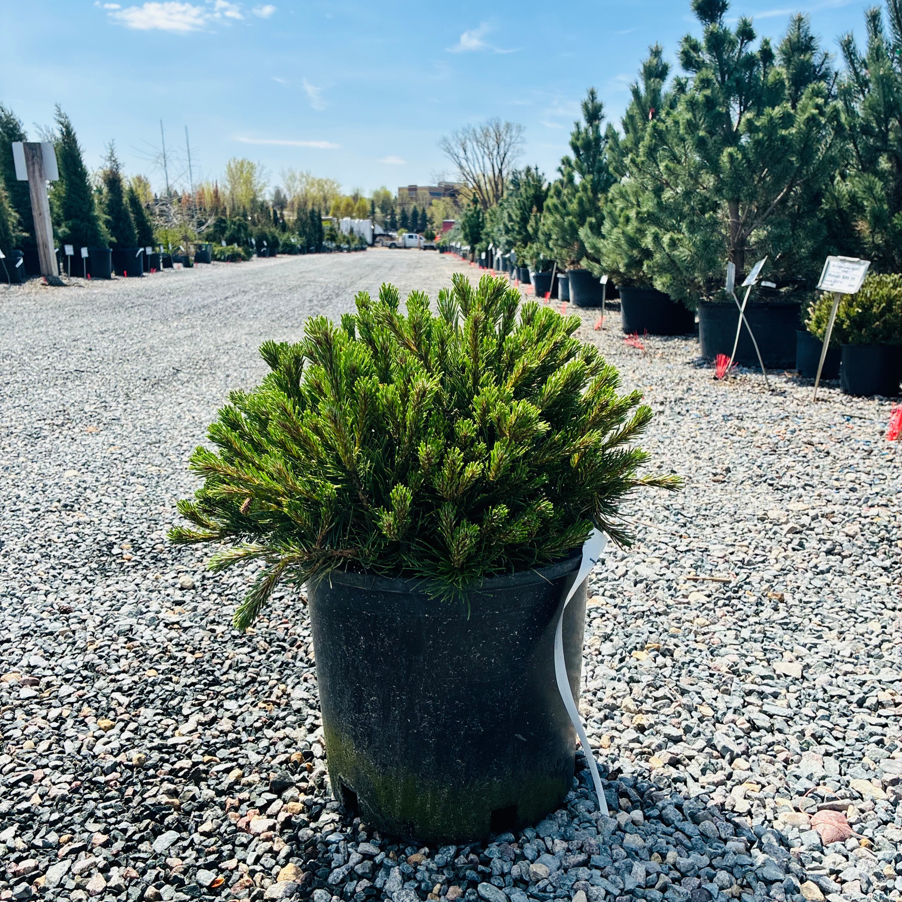 Dwarf Mugo Pine in nursery container — Minnetonka, MN
