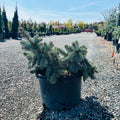 Dwarf Spreading Colorado Blue Spruce — Eden Prairie, MN